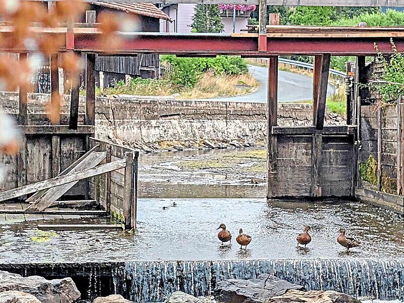 Das Wehr bei Schnappenhammer wurde abgelassen, um den Algenbefall zu stoppen. Dort, wo die Fl&ouml;&szlig;er ihre Fahrt starten, f&uuml;hlen sich aktuell Enten wohl. Stadt Wallenfels