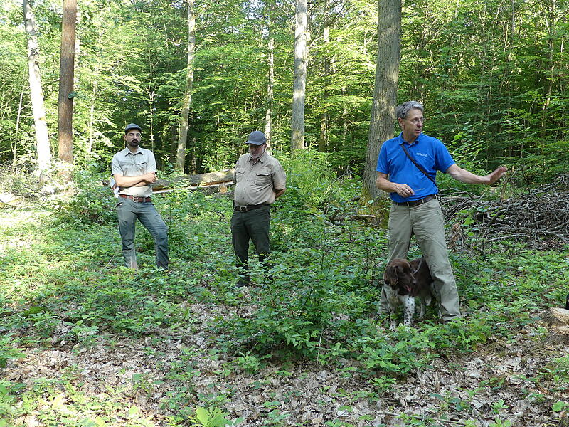 Heimischer Wald Oerlenbach