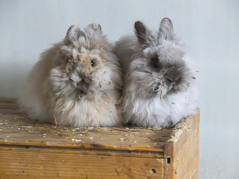 Das Hasenpaar Sophie (links) und Fred benötigt einen Besitzer mit Kamm. Das Hasenpaar Sophie (links) und Fred benötigt einen Besitzer mit Kamm.