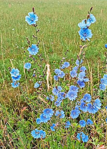 Die Wegwarte mit ihren himmelblauen Blüten liebt den mageren Boden. Josef Schröder Die Wegwarte mit ihren himmelblauen Blüten liebt den mageren Boden. Josef Schröder