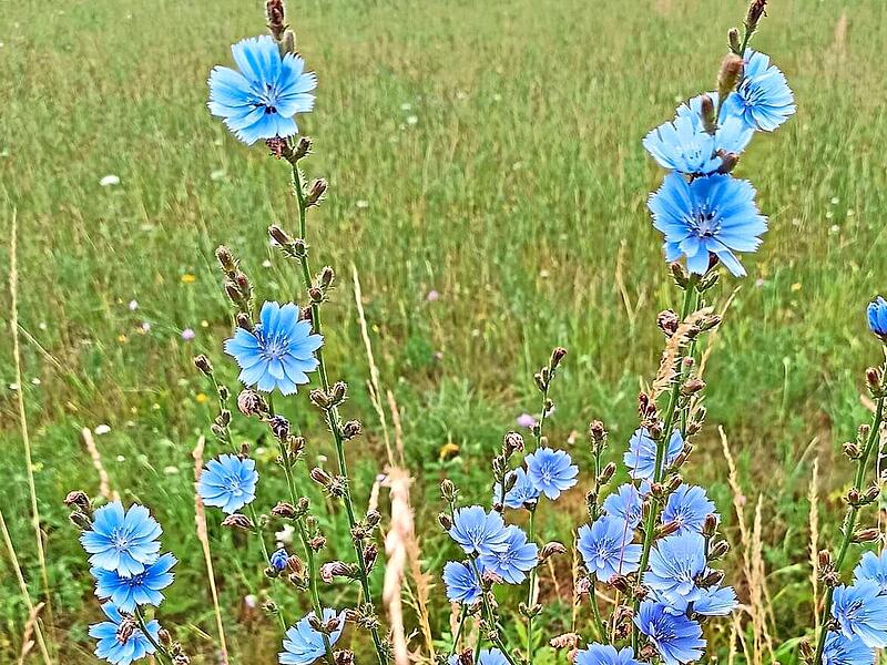 Die Wegwarte mit ihren himmelblauen Blüten liebt den mageren Boden. Josef Schröder Die Wegwarte mit ihren himmelblauen Blüten liebt den mageren Boden. Josef Schröder