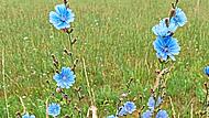 Die Wegwarte mit ihren himmelblauen Blüten liebt den mageren Boden. Josef Schröder Die Wegwarte mit ihren himmelblauen Blüten liebt den mageren Boden. Josef Schröder