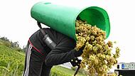 Weinlese im Rheingau