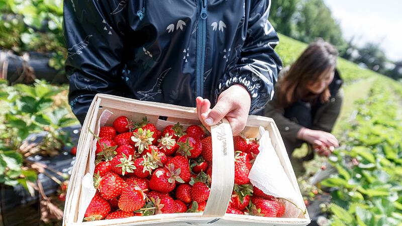 Erdbeerfelder für Selbstpflücker Erdbeerfelder für Selbstpflücker