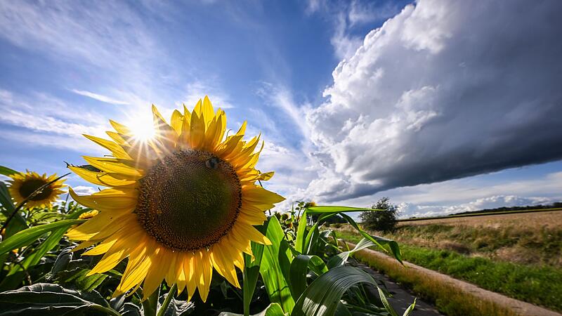 Sonnenblume Sonnenblume
