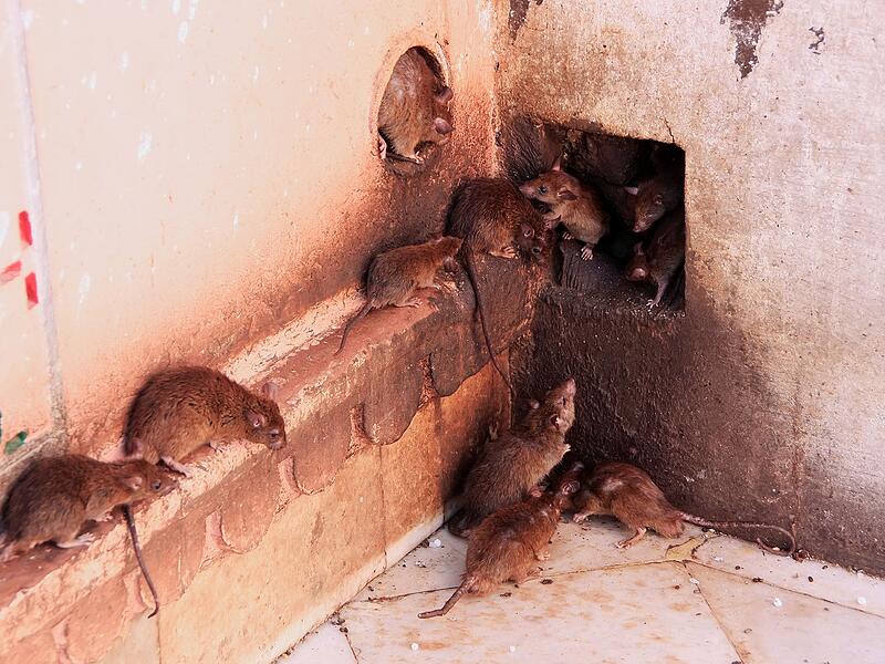 Ratten Kulmbach