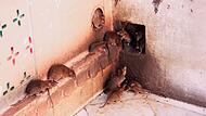 Ratten in Kulmbach Ratten Kulmbach
