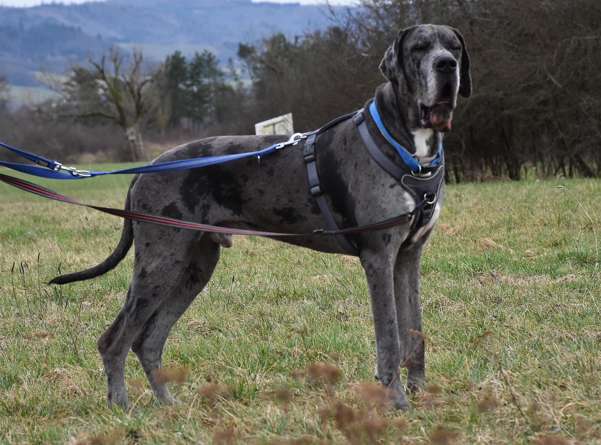 Die deutsche Dogge Amun aus dem Kronacher Tierheim sucht einen neuen Besitzer