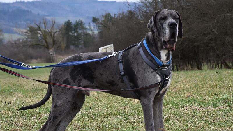 Amun ist eine Deutsche Dogge und 2,5 Jahre alt.