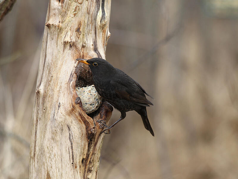 Auch die in Bayern heimische Amsel kann am Wochenende vielerorts beobachtet werden