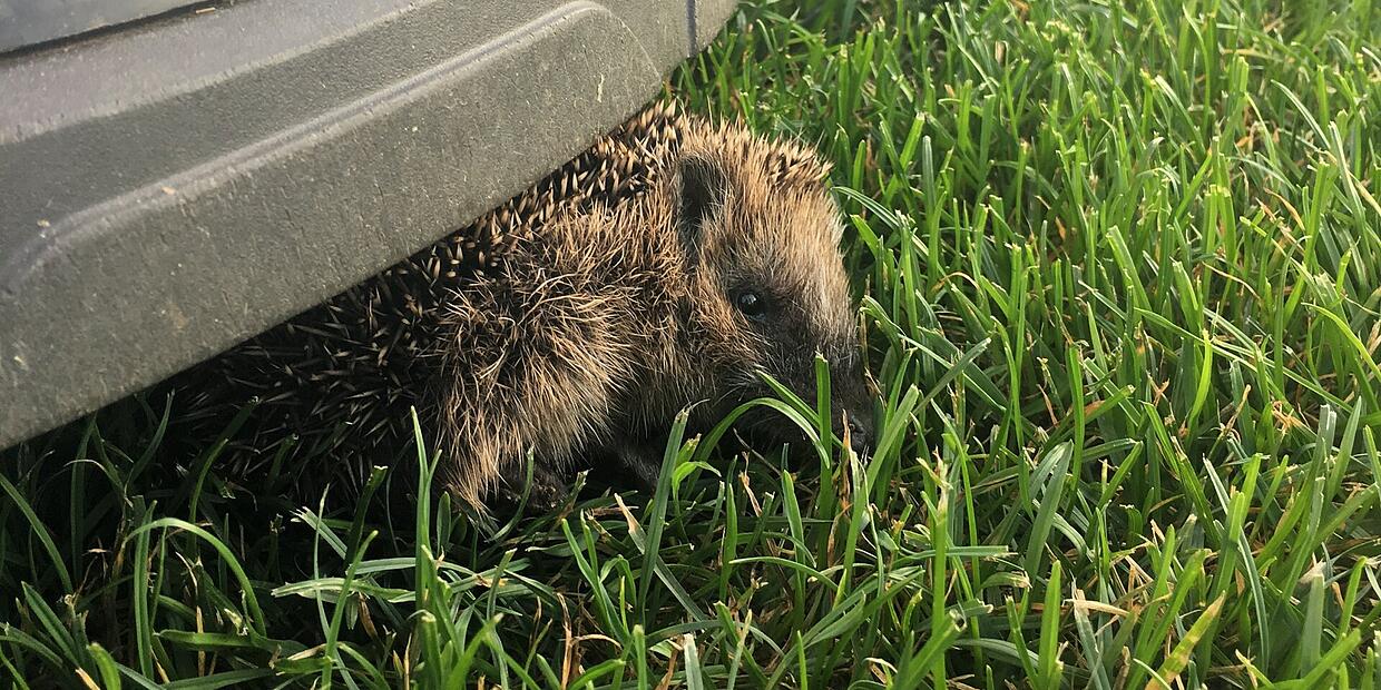 Decided: Nighttime ban for robotic lawnmowers in Coburg