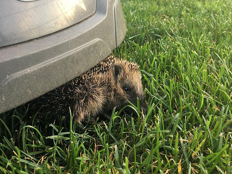 Mähroboter und Igel Den Igeln zuliebe: In Coburg gilt künftig ein Nachtfahrverbot für Mähroboter.