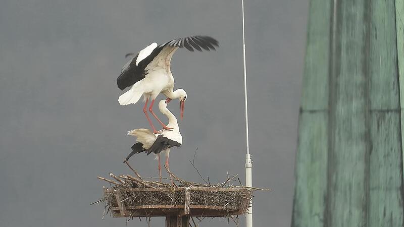 Besucher der Seite unser-hammelburg.de/storchennest k&ouml;nnen dem Storchenpaar auf dem M&ouml;nchsturm sogar live beim Liebesspiel zuschauen.