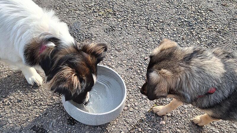Wassernäpfe für Hunde in Coburg Wassernäpfe für Hunde in Coburg