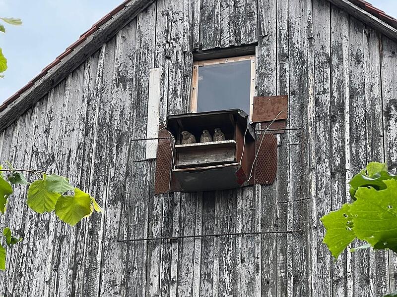 Mit einem solchen Kasten kann Turmfalken ein sicherer Nestplatz gegeben werden.