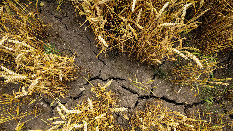 Wenn der Niederschlag fehlt, vertrocknet die Ernte.