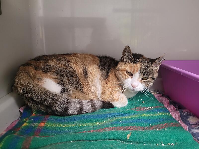 Wer kennt diese Katze? Sie befindet sich derzeit im Tierheim Kulmbach