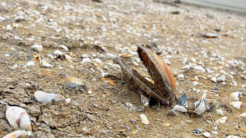 Über das Kulturbaden könnte diese Muschel aus demEllertshäuser See Erbauliches erzählen. Ihr trockener Humor ist gewöhnungsbedürftig. Über das Kulturbaden könnte diese Muschel aus demEllertshäuser See Erbauliches erzählen. Ihr trockener Humor ist gewöhnungsbedürftig.