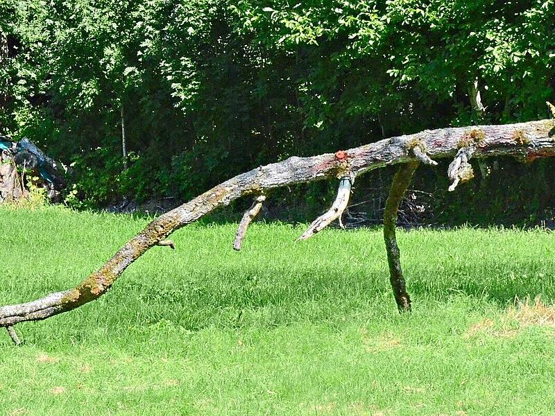 Das Bild zeigt den von Natur geschaffenen Holz-Dinosaurier &ndash; einen abgebrochenen Ast, der von Menschenhand leicht erg&auml;nzt wurde.Karl-Heinz Hofmann