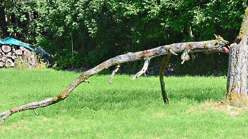 Das Bild zeigt den von Natur geschaffenen Holz-Dinosaurier &ndash; einen abgebrochenen Ast, der von Menschenhand leicht erg&auml;nzt wurde.Karl-Heinz Hofmann