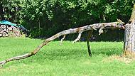 Das Bild zeigt den von Natur geschaffenen Holz-Dinosaurier &ndash; einen abgebrochenen Ast, der von Menschenhand leicht erg&auml;nzt wurde.Karl-Heinz Hofmann