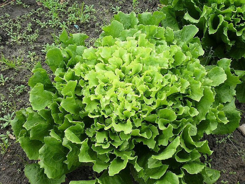 Richtige Zeit für Herbstsalate