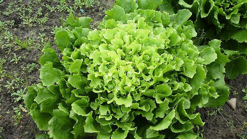 Richtige Zeit f&uuml;r Herbstsalate