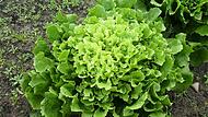 Richtige Zeit für Herbstsalate