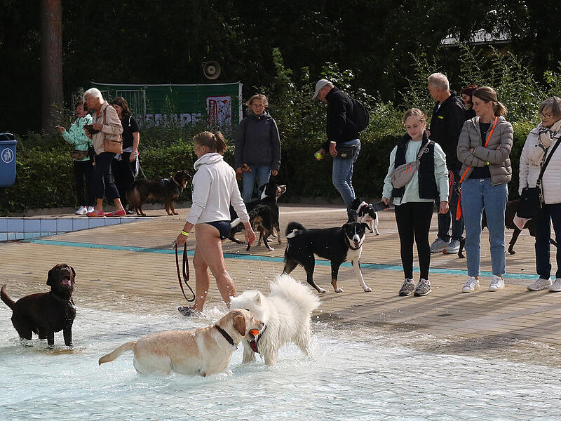 Hundebadetag Aquaria 2024Hundebadetag im Aquaria 2024 Hundebadetag Aquaria 2024Hundebadetag im Aquaria 2024