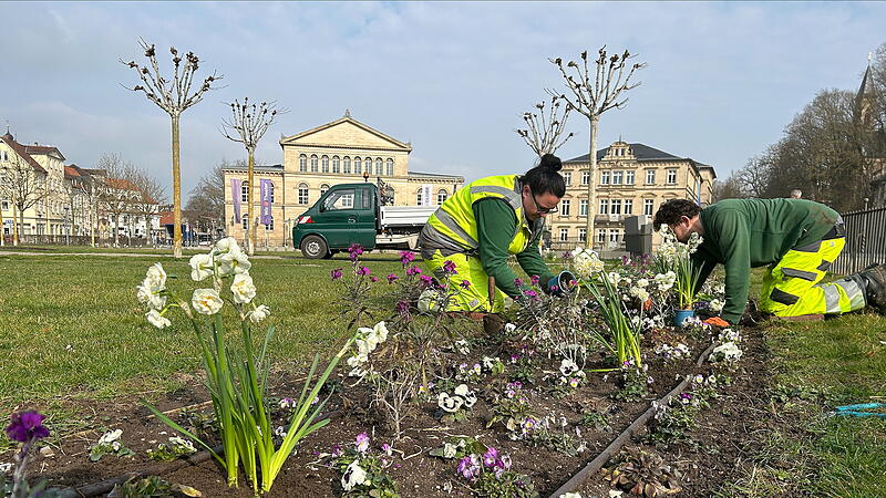 Mitarbeitende des Coburger Grünflächenamts bepflanzen das Rondell auf dem Schlossplatz.