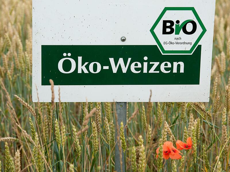 Öko-Weizen