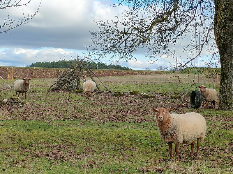 Schafe auf der Weide in Welschenkahl