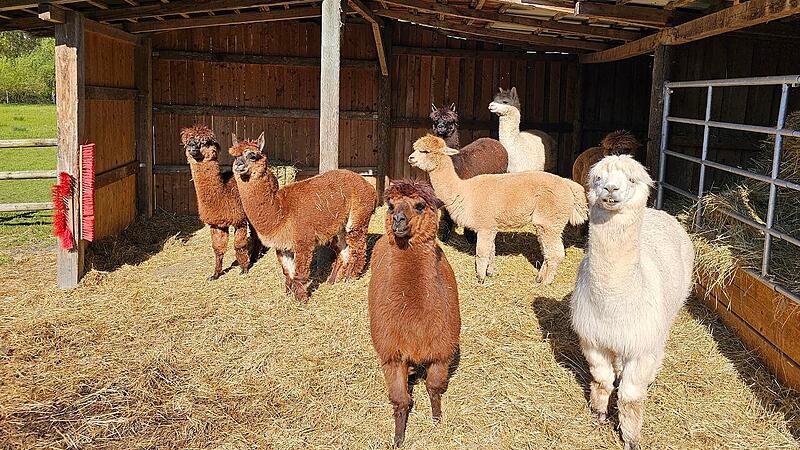 Ende Januar 2025 haben die Alpakas den Hof in Gersbach verlassen, denn der Betrieb wurde eingestellt. Doch die Tiere haben bereits ein sch&ouml;nes neues Zuhause gefunden.&nbsp;