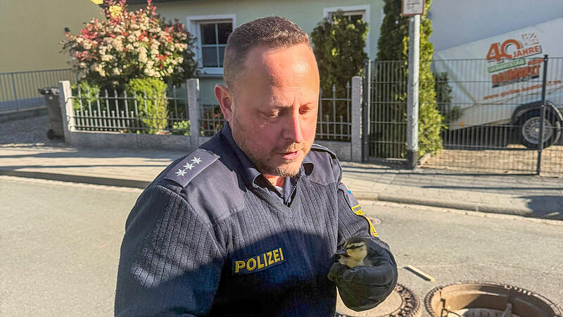 Tierischer Einsatz in Forchheim: Entenküken in Gully gefallenForchheim & Fränkische Schweiz Tierischer Einsatz in Forchheim: Entenküken in Gully gefallenForchheim & Fränkische Schweiz