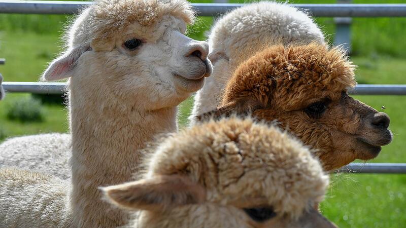 Kuschelige Alpakas treffen steht auch mit auf dem Ferienprogramm