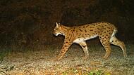 Luchs im Nationalpark Bayerischer Wald Luchs im Nationalpark Bayerischer Wald