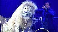 Martin Lacey jr. und ein weißer Löwe zeigen ihre Dressur bei der Pressevorstellung der Circus Krone Premiere „New Memories“ im Münchner Kronebau.