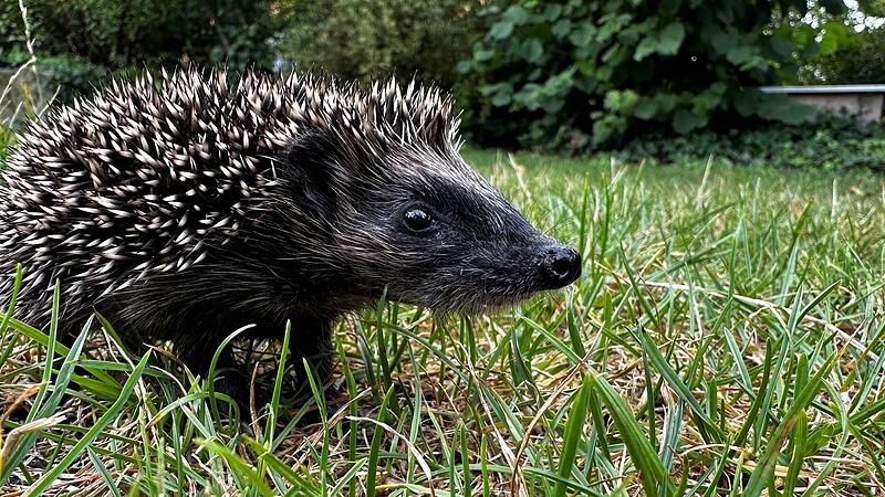 Ein Igelkind ist unterwegs. Ein Igelkind ist unterwegs.
