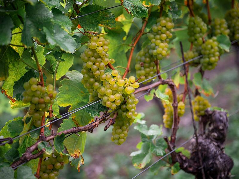 Eröffnung fränkischer Weinlese