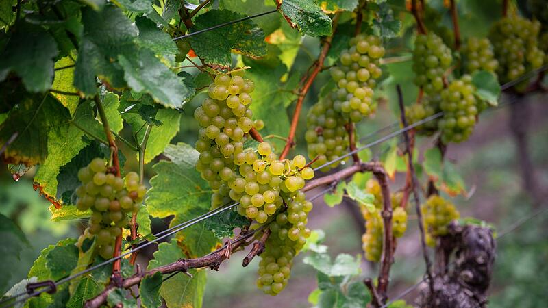 Er&ouml;ffnung fr&auml;nkischer Weinlese