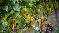Eröffnung fränkischer Weinlese
