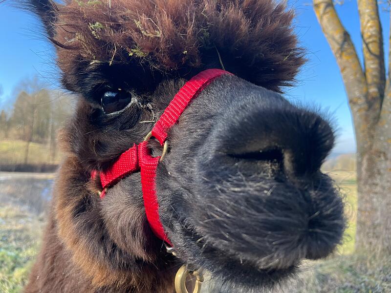 Alpakas vom Geretsbach