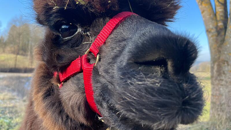 Alpakas vom Geretsbach