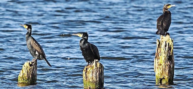 Kormorane geh&ouml;ren zu den nat&uuml;rlichen Fressfeinden des Karpfens.