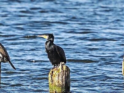 Kormorane geh&ouml;ren zu den nat&uuml;rlichen Fressfeinden des Karpfens.