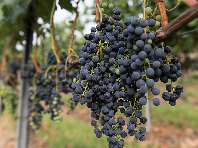 Merlot am Kaiserstuhl