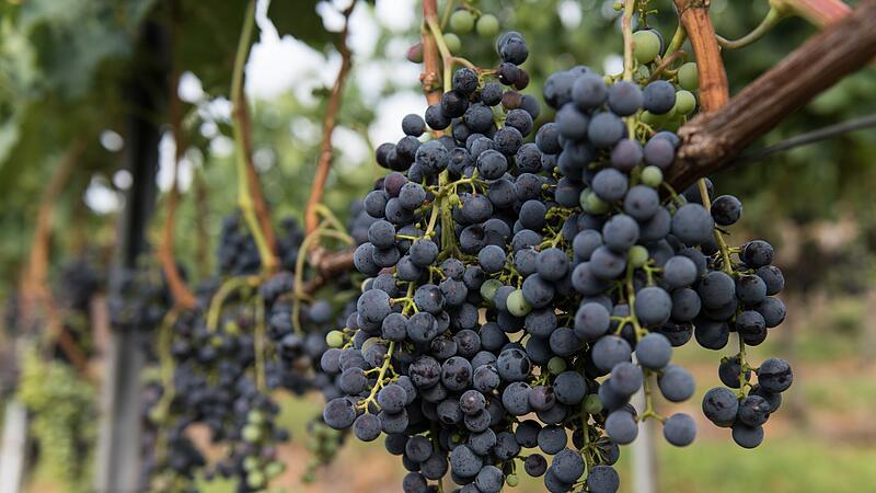 Merlot am Kaiserstuhl Merlot am Kaiserstuhl