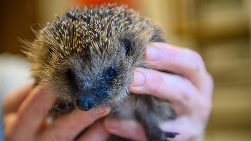 Warmer Winter bringt Igel um den Schlaf