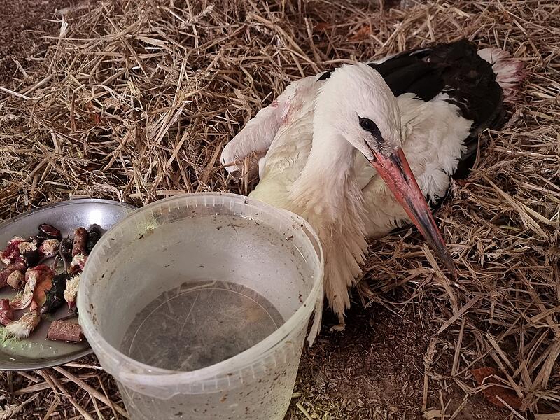 storch