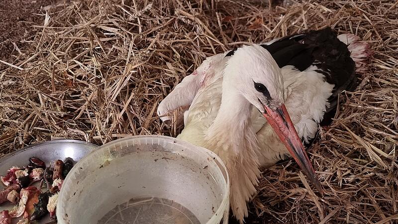 storch